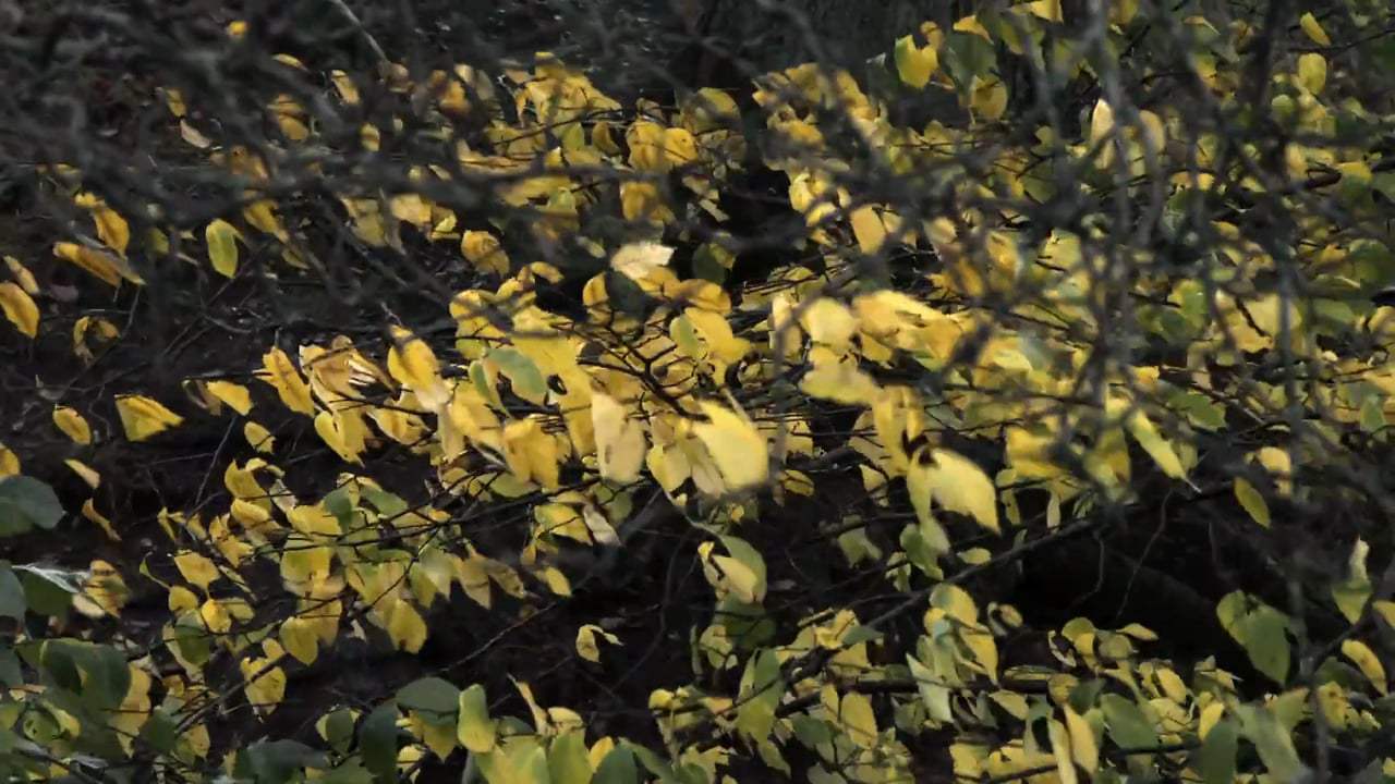 Leaning Into the Wind (2018) - Color Palette