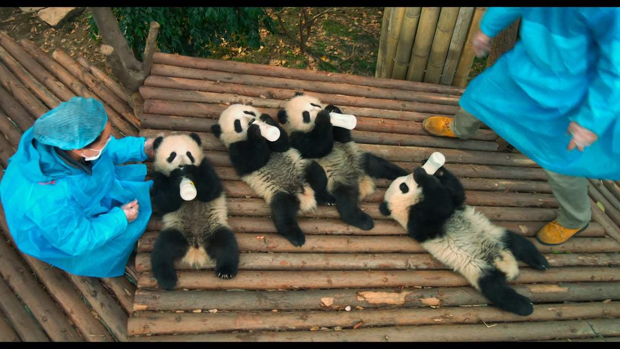 Pandas TV Spot - Now Playing (2018)