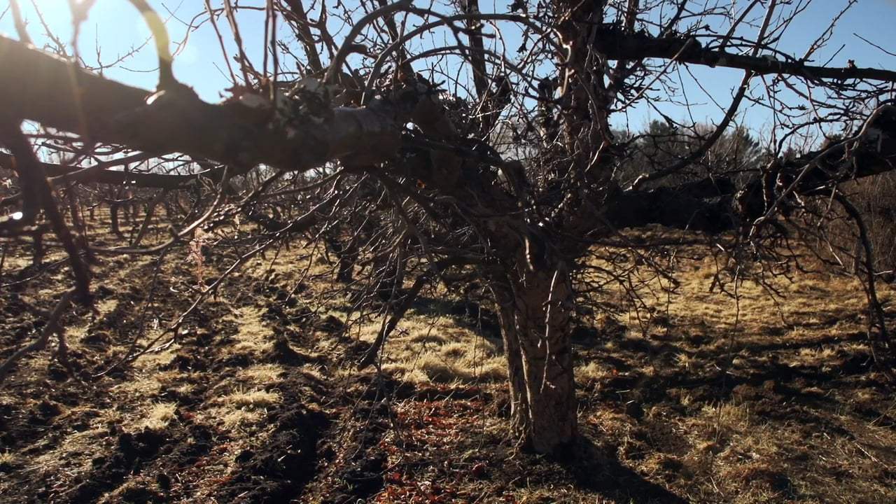 Eternity Never Surrendered Trailer (2018)