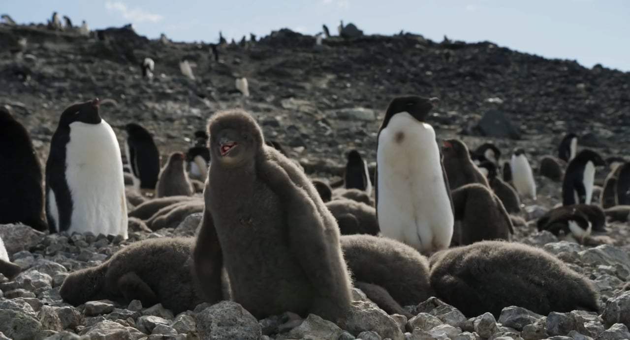 Penguins Trailer (2019)