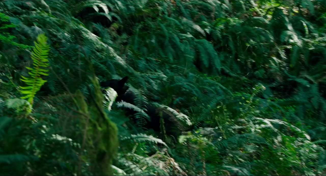 Leave No Trace Trailer (2018)
