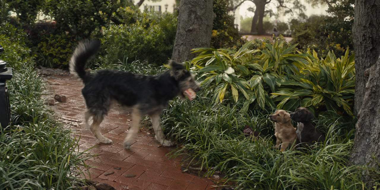 Lady and the Tramp Theatrical Trailer (2019)