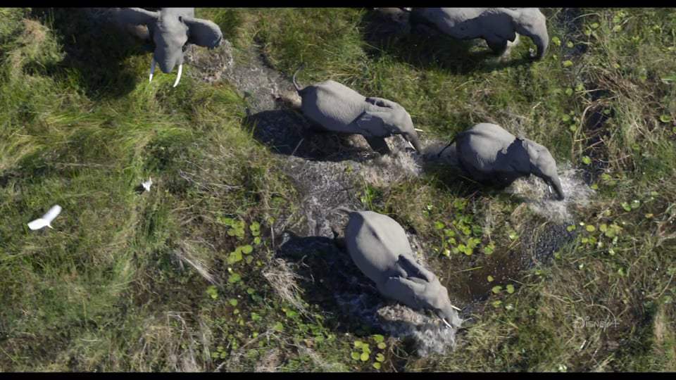 Elephant Featurette - Inside Look (2020)
