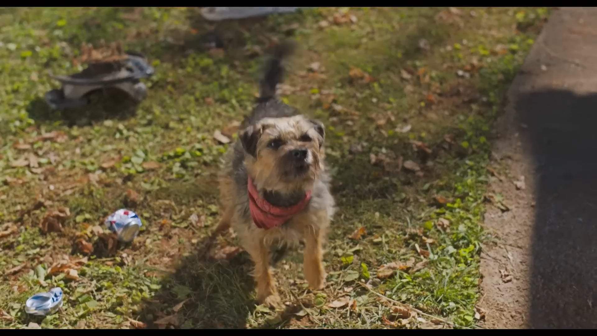 Strays Trailer (2023)