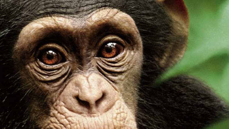 Chimpanzee Premiere - Alastair Fothergill & Mark Linfield (2012)